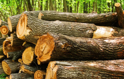 Gỗ sồi nga là gì ? So sánh gỗ sồi nga với gỗ óc chó